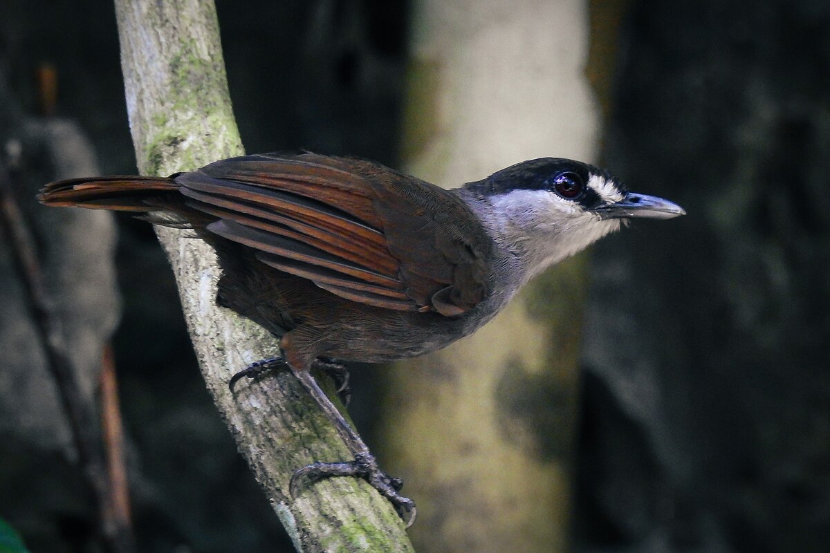 qaraqas-babler