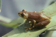 hyperolius-discodactylus-qurbagasi