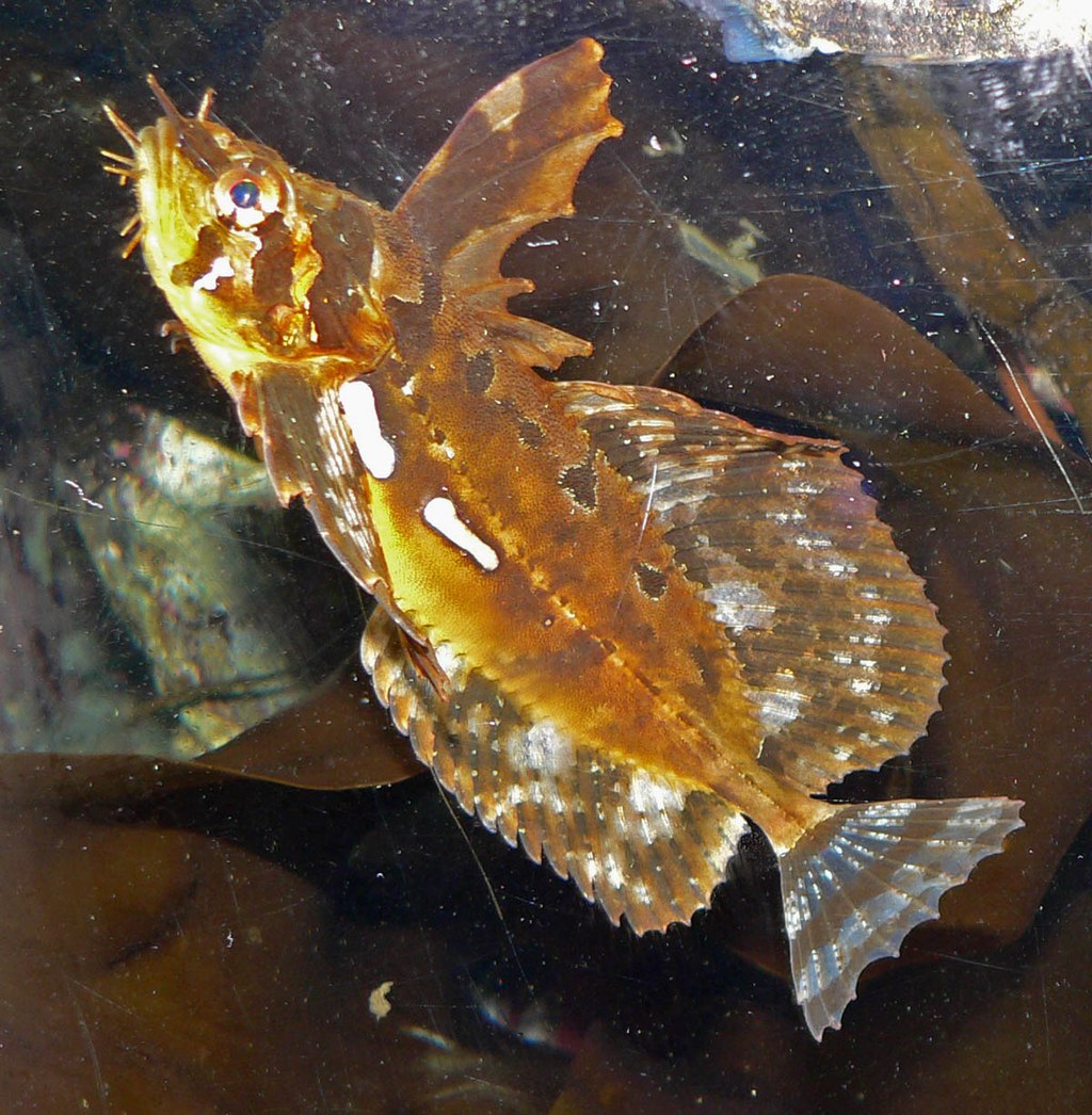 hemitripterinae-baligi