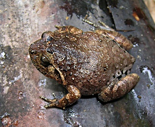 plethodontohyla-alluaudi-qurbagasi