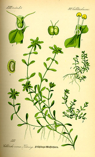 callitriche-palustris
