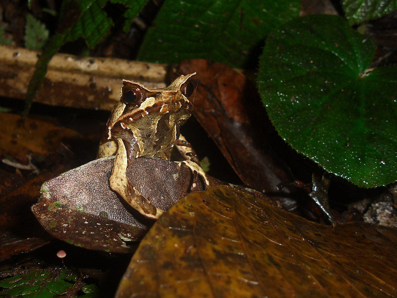 megophrys-montana-qurbagasi