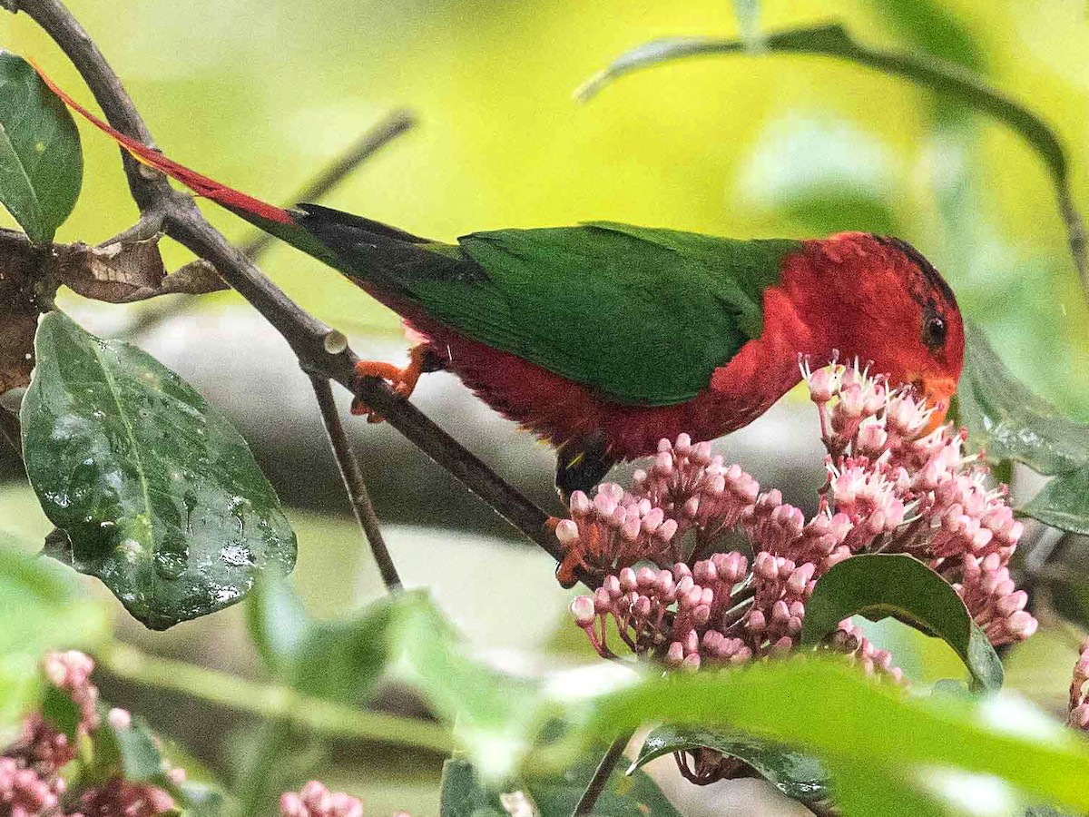 peri-loriketi
