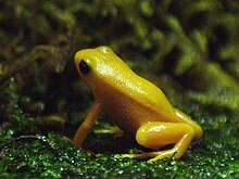 qizil-mantella-qurbagasi