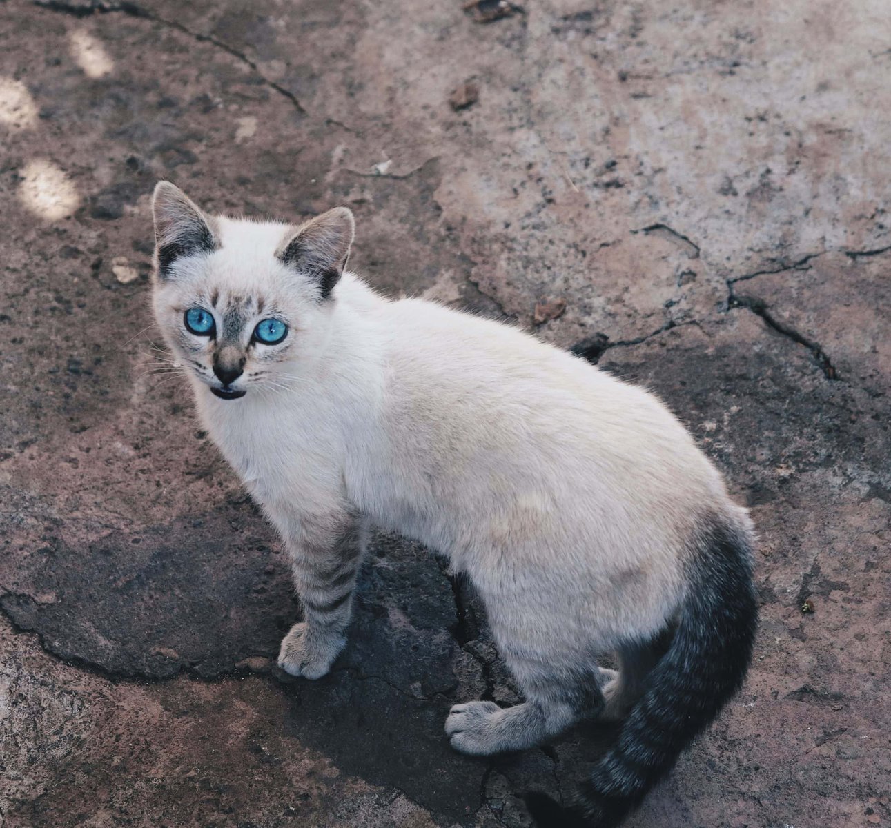ojos-azules-pisiyi