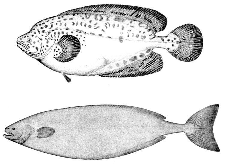 ragfish-baligi