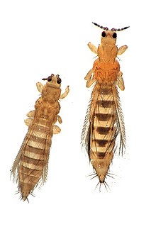 thrips-tabaci-heserat-novu