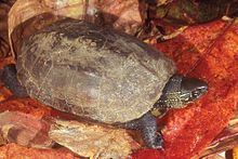 mauremys-reevesii-tisbagasi