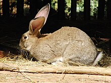 flemish-giant-dovsani