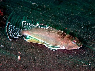 apistinae