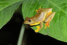 rhacophorus-bipunctatus-qurbagasi