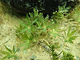 halophila