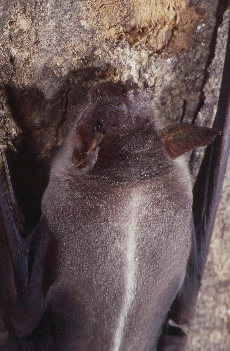 baliq-ovlayan-yarasalar
