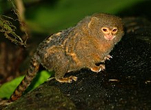pigme-marmosetler