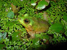 pseudis-paradoxa-qurbagasi