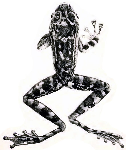 amolops-larutensis-qurbagasi