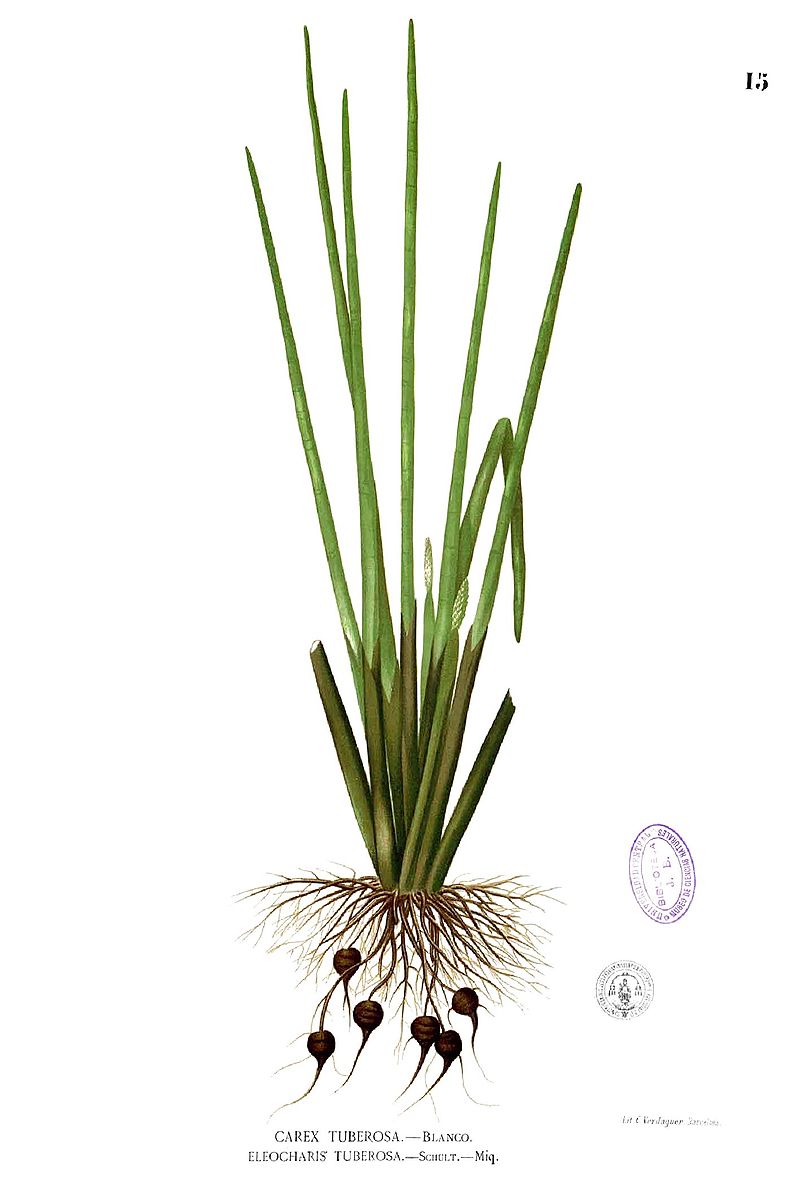 eleocharis-dulcis