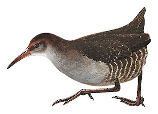 qehveyi-zolaqli-su-feresi