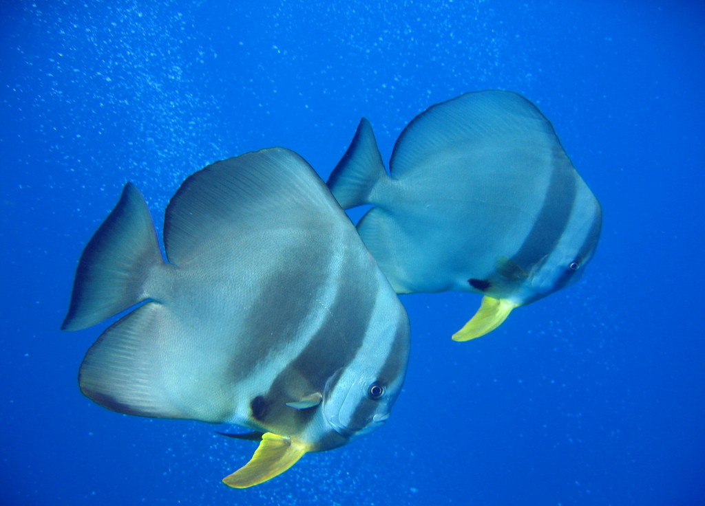 ephippidae-baligi