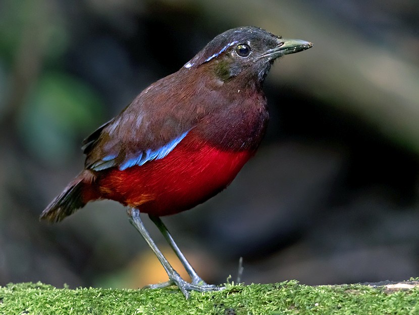 necib-pitta