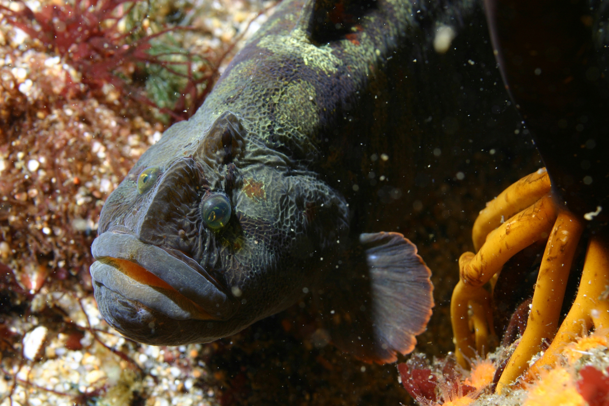 monkeyface-prickleback-baligi