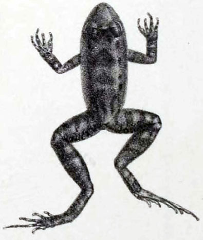 leptodactylus-discodactylus