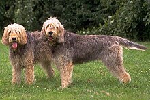 otterhound-it-cinsi