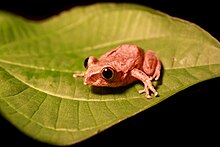 leptopelis-aubryi-qurbagasi