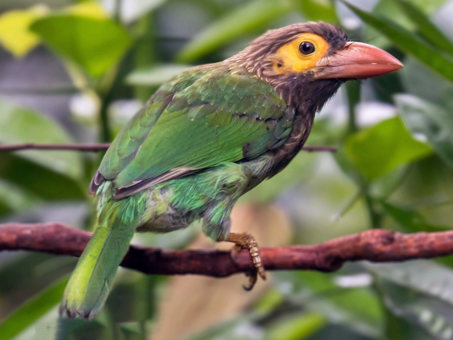 qehveyi-basli-barbet