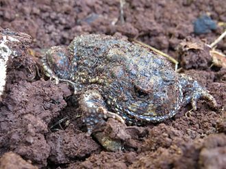 odontophrynus-carvalhoi-qurbagasi