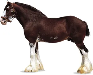 clydesdale-at-cinsi