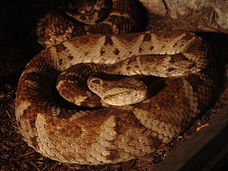 bothrops-leucurus-ilani