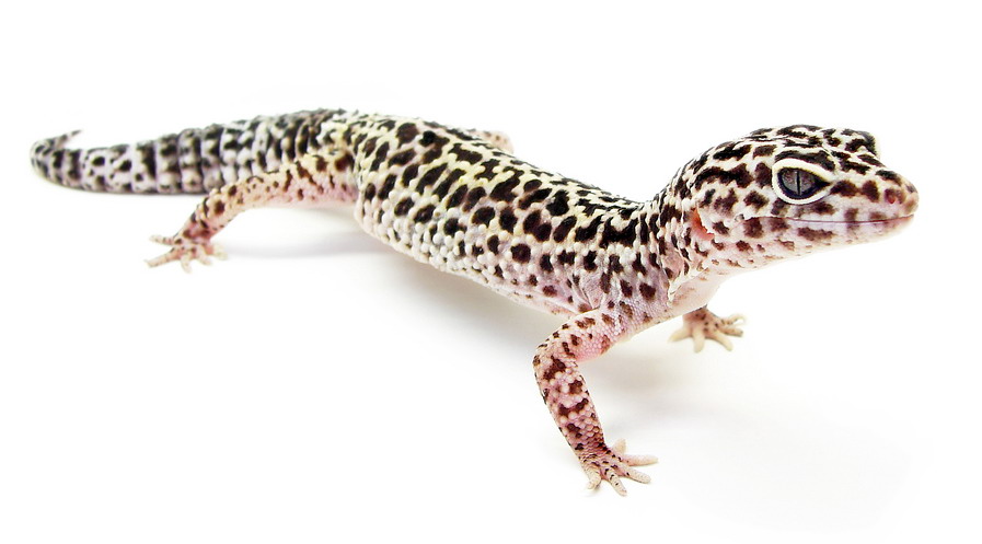 leopard-gekkonu