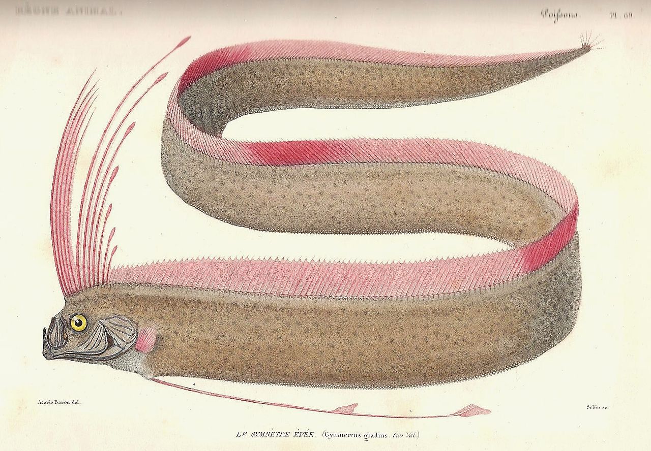 kurek-baliqlari-oarfish