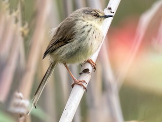 drakensberq-priniyasi-qus-novu