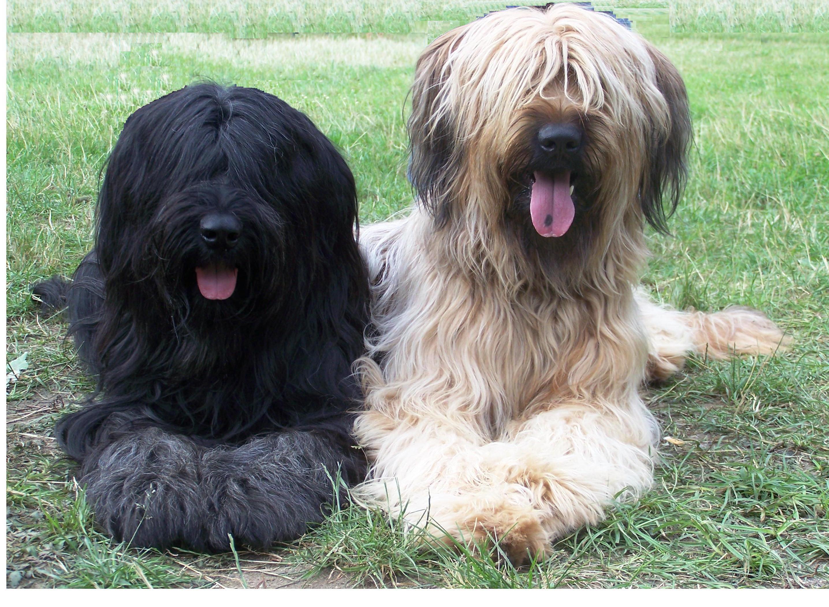 briard-it-cinsi