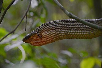 spilotes-sulphureus-ilani