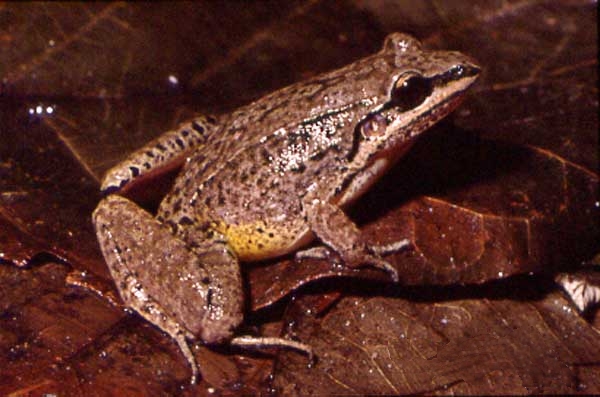 leptodactylus-notoaktites-qurbagasi