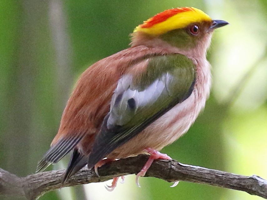alovbas-manakin