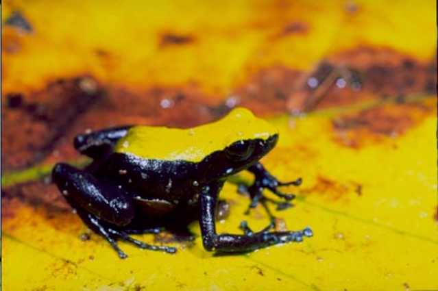 dirmanan-mantella-qurbagasi