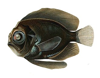 caristiidae