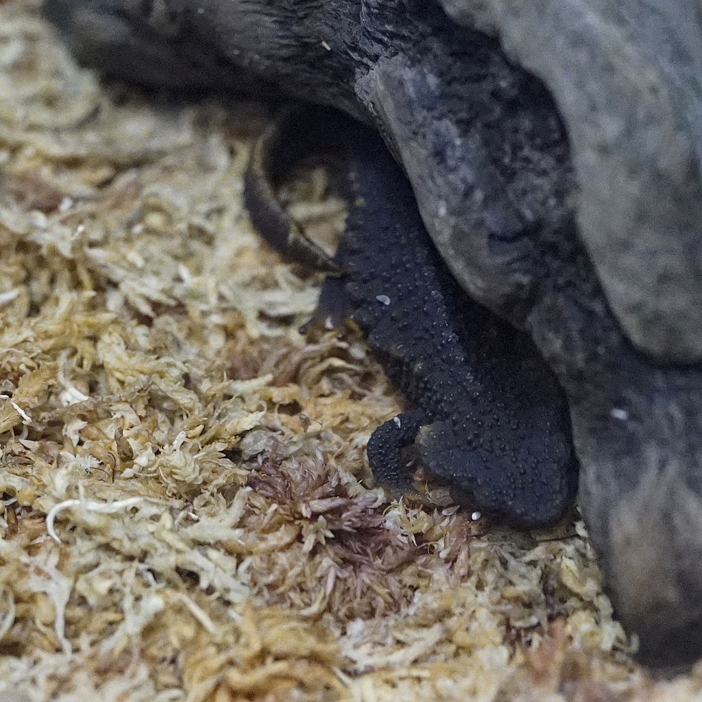 andersons-crocodile-newt-salamandrasi
