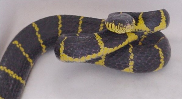 boiga-ilani