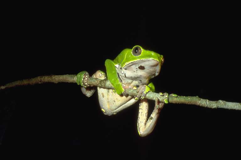 phyllomedusa-bicolor-qurbagasi