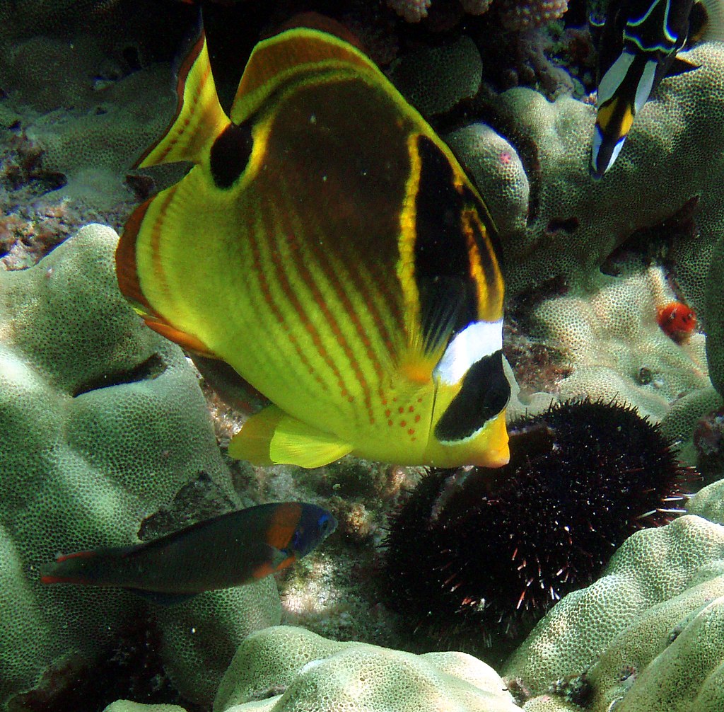 raccoon-butterflyfish
