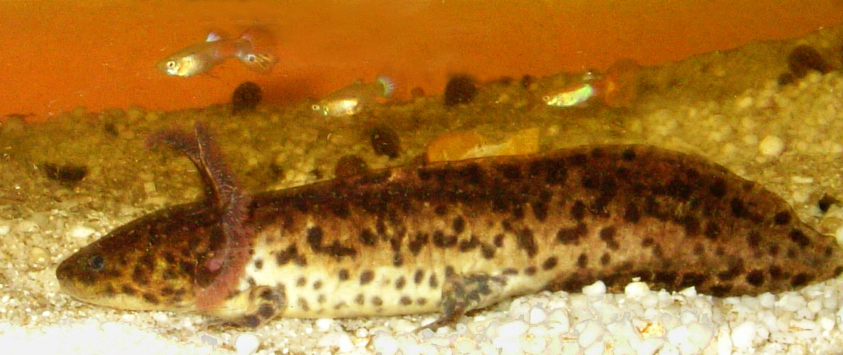 anderson-salamandrasi