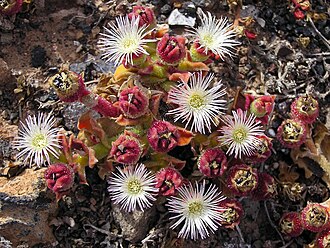 mesembryanthemum-crystallinum