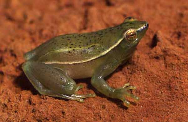 sphaenorhynchus-surdus-qurbagasi