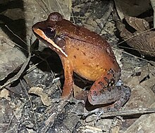 leptodactylus-rhodomystax-qurbagasi