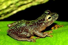 hyperolius-sankuruensis-qurbagasi